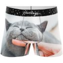 CHAT CALIN DOIGT Grey Nude